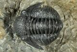 Detailed Proetid (Gerastos) Trilobite Fossil - Morocco #325854-2